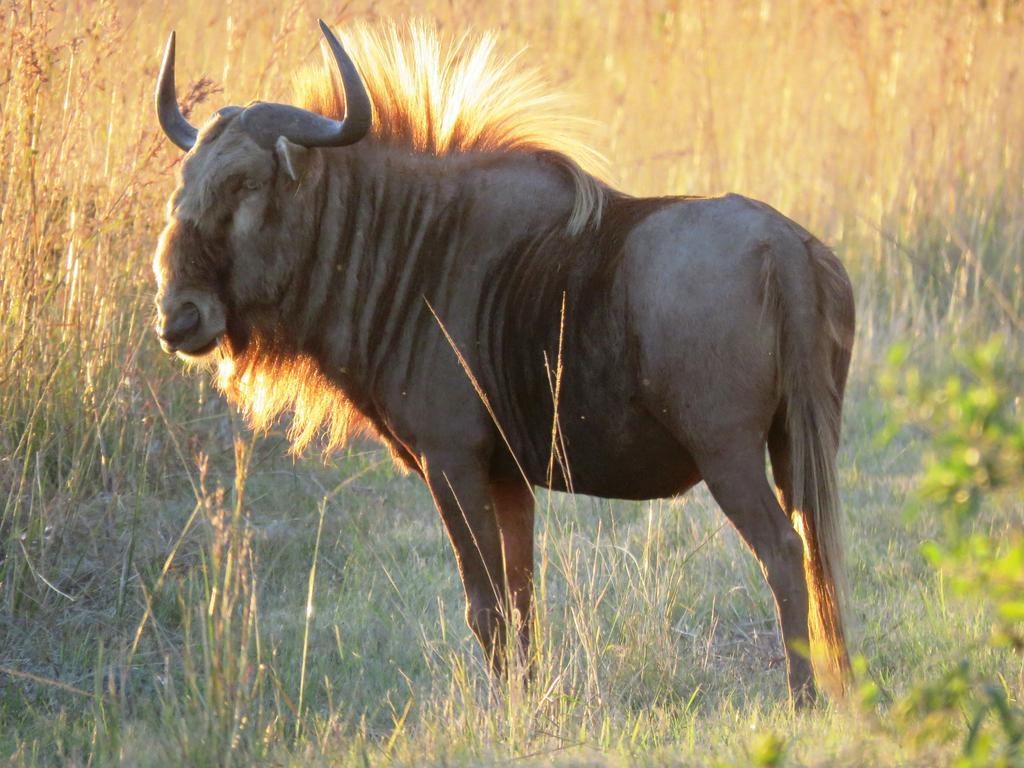 Dawsons Game Lodge Badplaas Bagian luar foto